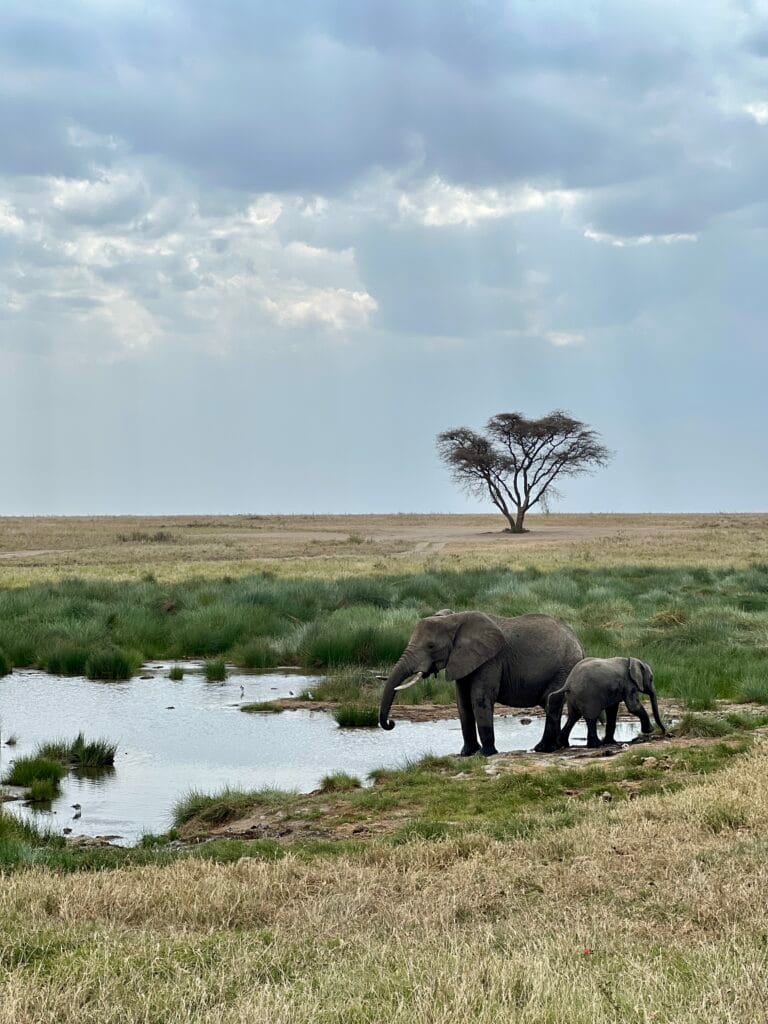Elephant Serengeti