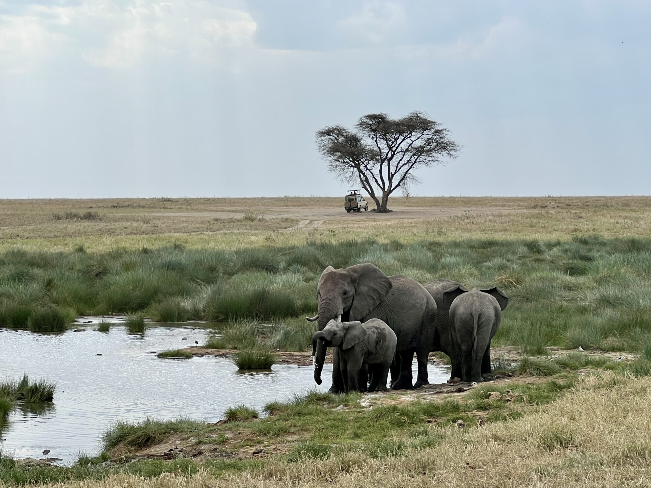 Elephant Serengeti
